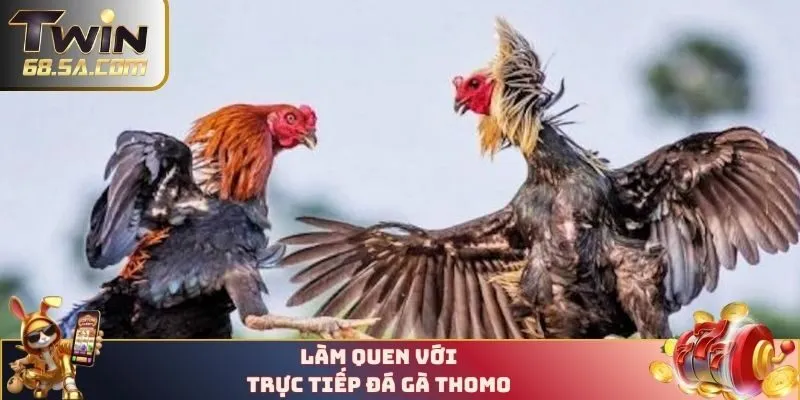 Hiểu rõ về hình thức trực tiếp Đá gà Thomo
