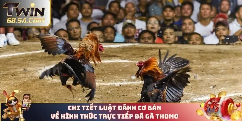 Luật review chi tiết về chọi kê Thomo trên TWIN68